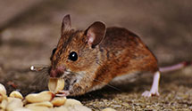 24 Hour & Emergency Exterminators in Peachtree Cor, GA